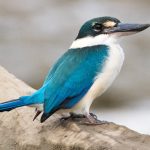 Collared Kingfisher (Todiramphus chloris)