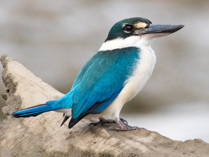 Collared Kingfisher (Todiramphus chloris)