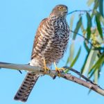 Collared Sparrowhawk (Tachyspiza cirrocephala)