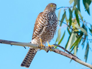 Collared Sparrowhawk (Tachyspiza cirrocephala)