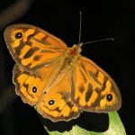 Common Brown (Heteronympha merope)