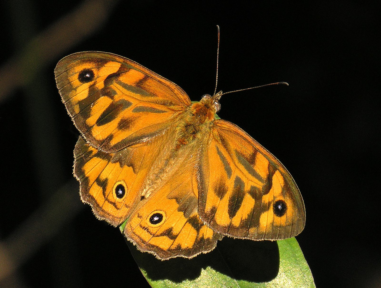 Common Brown (Heteronympha merope)