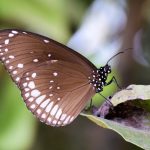 Common Crow (Euploea core)