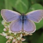 Common Grass-blue (Zizina otis)