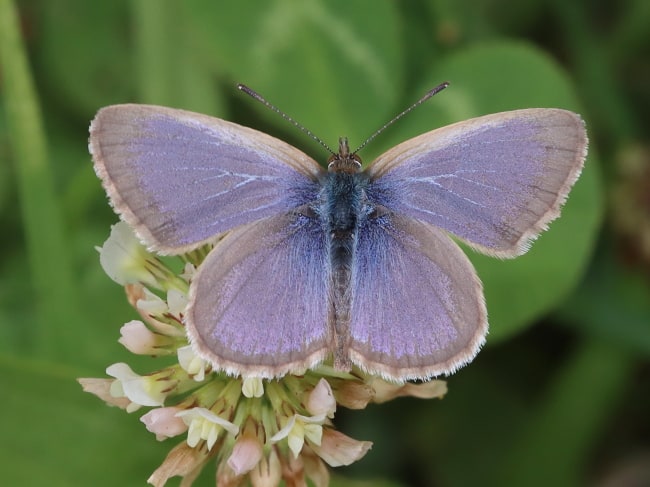 Common Grass-blue (Zizina otis)