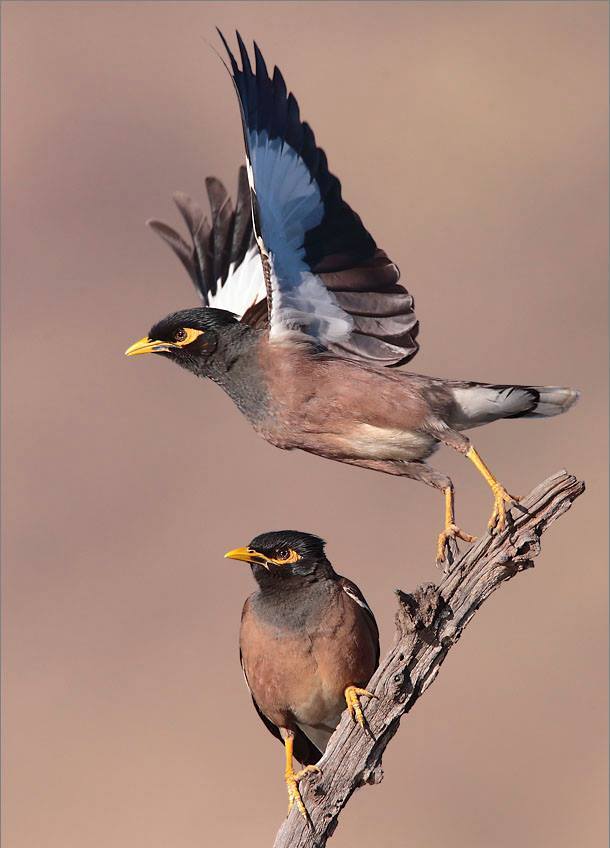 Common Myna (Acridotheres tristis)