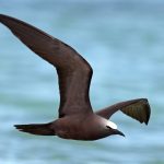 Common Noddy (Anous stolidus)