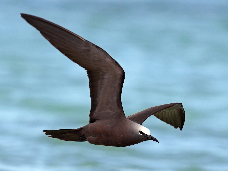 Common Noddy (Anous stolidus)