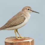 Common Sandpiper (Actitis hypoleucos)