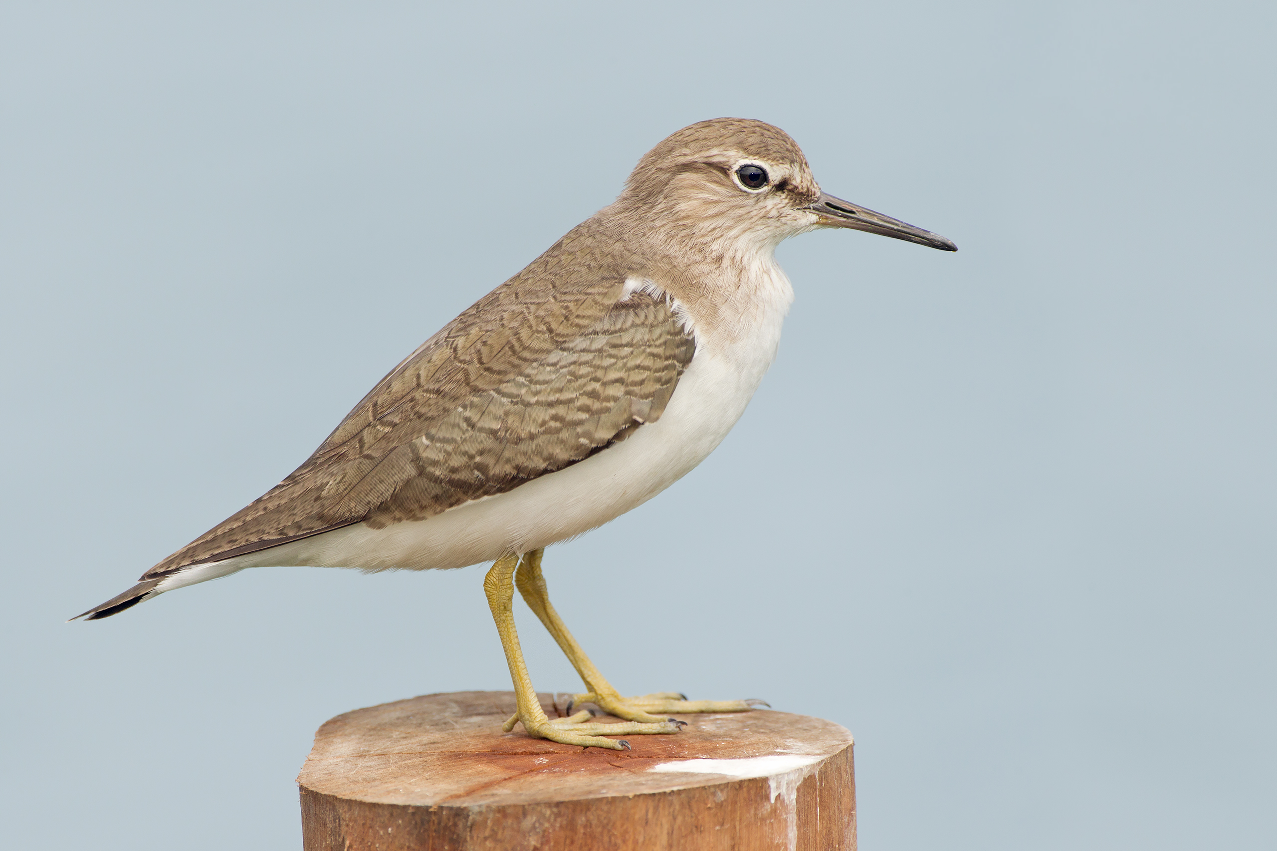 Common Sandpiper (Actitis hypoleucos)