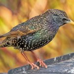 Common Starling (Sturnus vulgaris)