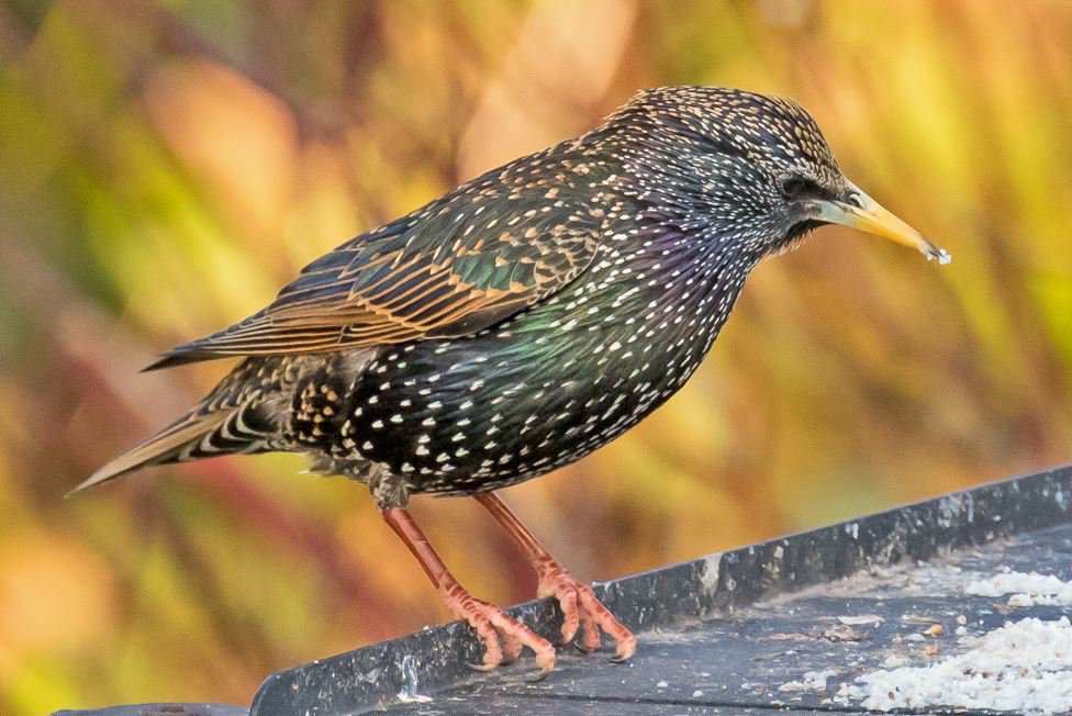 Common Starling (Sturnus vulgaris)