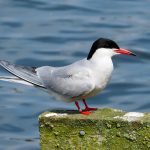 Common Tern (Sterna hirundo)