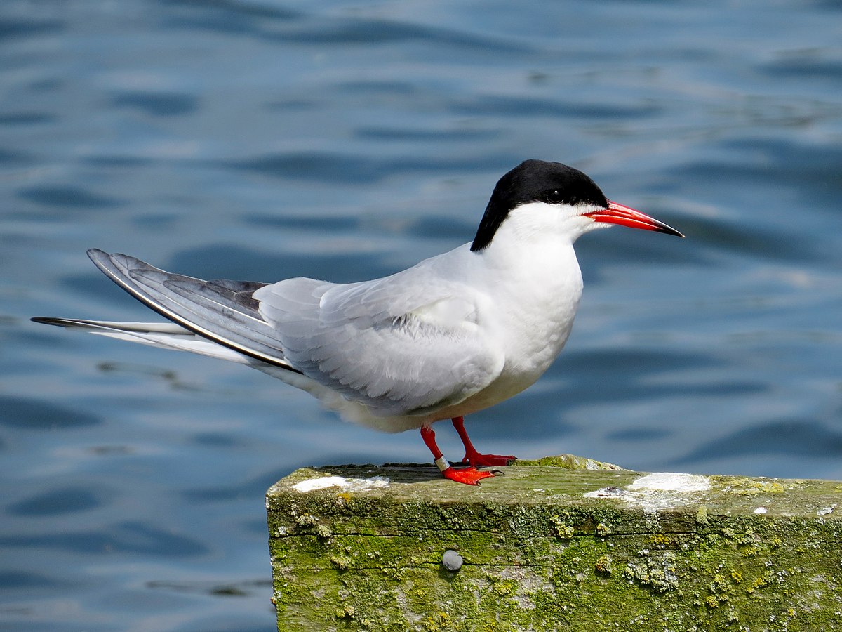 Common Tern (Sterna hirundo)