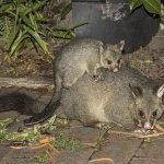 Brush-Tailed Possum (Trichosurus vulpecula)