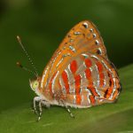 Copper Jewel (Hypochrysops apelles)