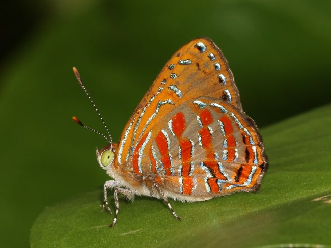 Copper Jewel (Hypochrysops apelles)