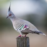 Crested Pigeon (Ocyphaps lophotes)
