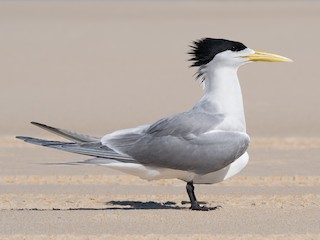 Crested Tern (Thalasseus bergii)