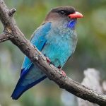 Dollarbird (Eurystomus orientalis)