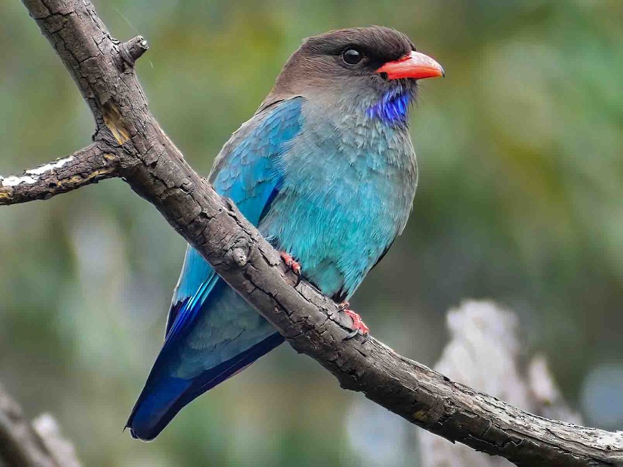 Dollarbird (Eurystomus orientalis)