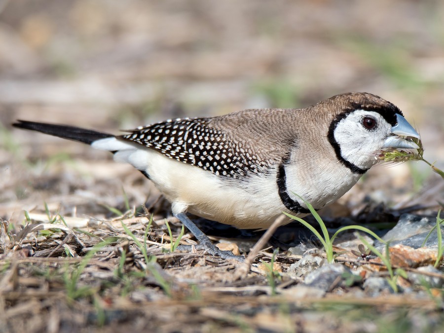 Double-barred Finch (Stizoptera bichenovii)