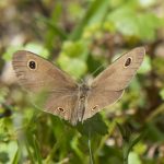 Dusky Knight (Ypthima arctous)
