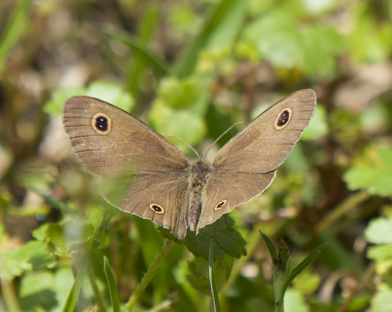 Dusky Knight (Ypthima arctous)