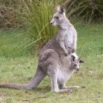 Eastern Grey Kangaroo (Macropus giganteus)