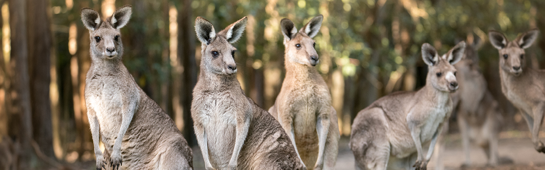 Eastern Grey Kangaroo