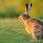 European Hare (Lepus europaeus)