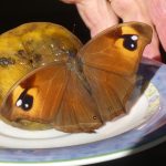 Evening Brown (Melanitis leda)