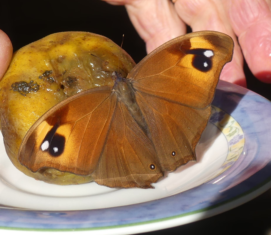 Evening Brown (Melanitis leda)
