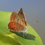 Fiery Jewel (Hypochrysops ignitus)