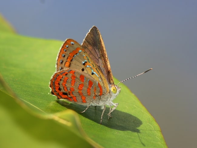 Fiery Jewel (Hypochrysops ignitus)