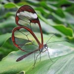 Glasswing (Greta oto)