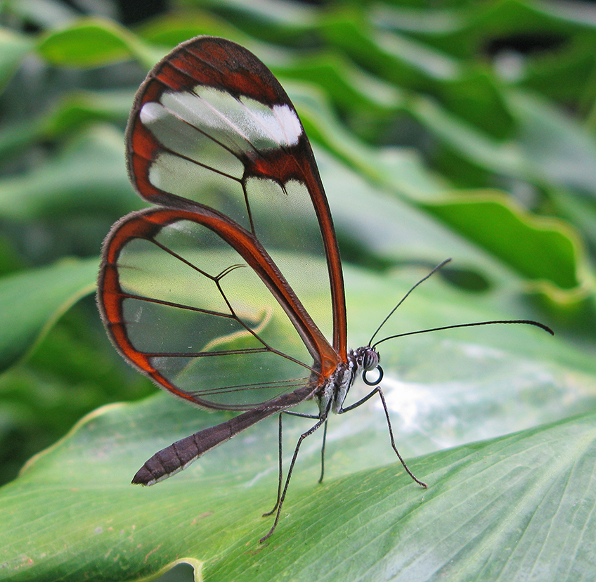 Glasswing (Greta oto)