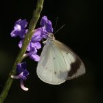 Glistening Pearl-white (Elodina queenslandica)