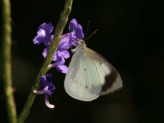 Glistening Pearl-white (Elodina queenslandica)