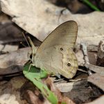 Grey Ringlet (Hypocysta pseudirius)
