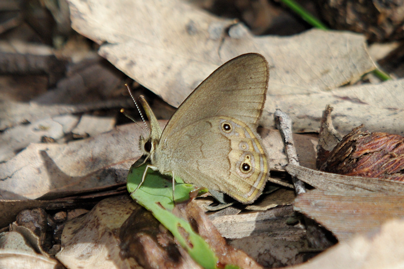 Grey Ringlet (Hypocysta pseudirius)