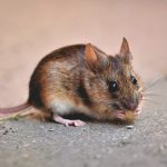 House Mouse (Mus musculus)
