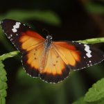 Lesser Wanderer (Danaus petilia)