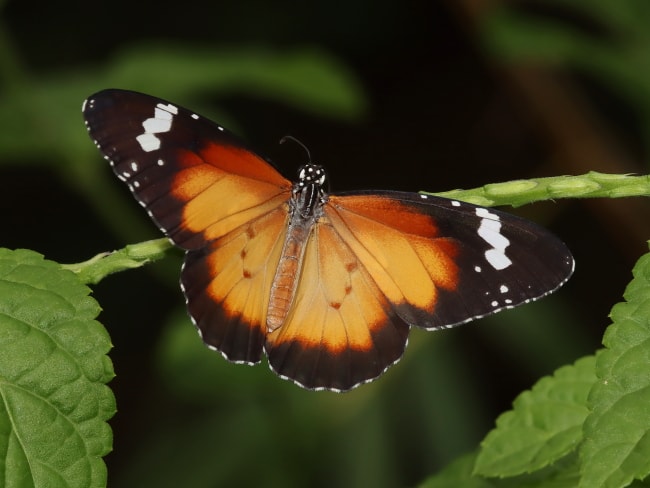 Lesser Wanderer (Danaus petilia)