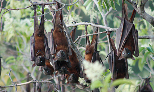 Little Red Flying Fox (Pteropus scapulatus)