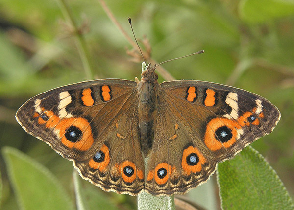 Meadow Argus (Junonia villida calybe)