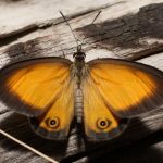 Orange Ringlet (Hypocysta adiante)