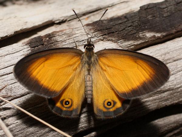 Orange Ringlet (Hypocysta adiante)