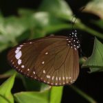 Purple Crow (Euploea tulliolus)