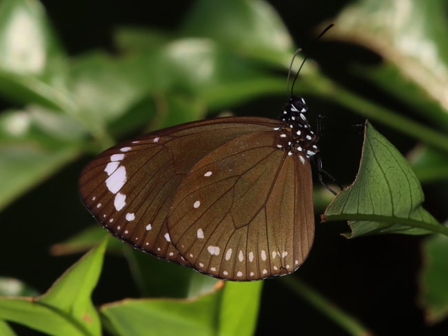 Purple Crow (Euploea tulliolus)